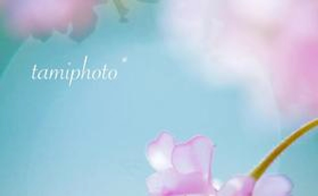 サンクスフォトカード