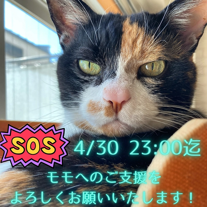 ■活動報告_30：「代理支援」の受付は本日18:00迄です！