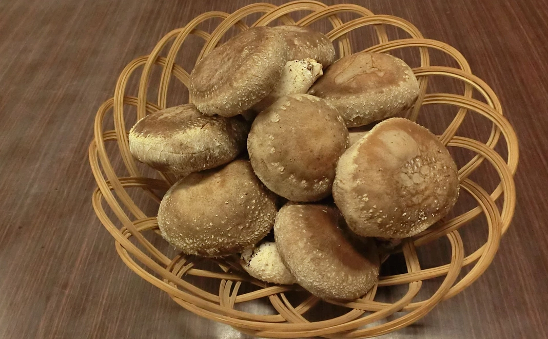 脱炭素に挑む高橋農園　原木栽培生しいたけ500ｇ（栽培期間中　農薬不使用）