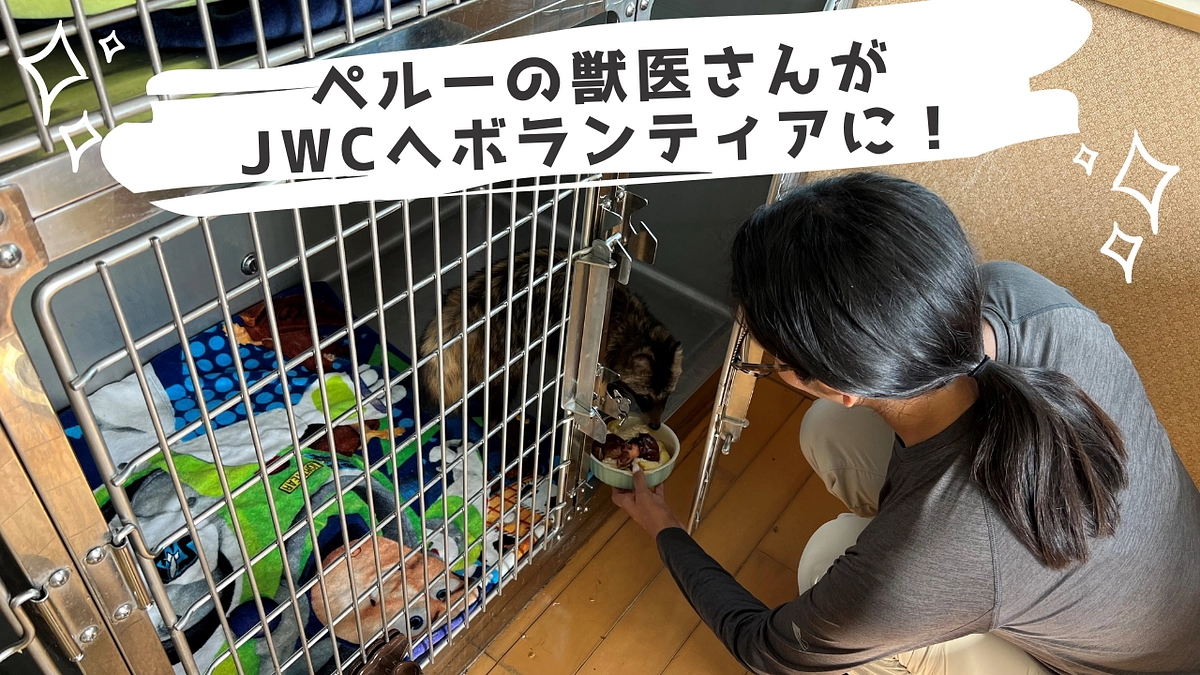 【ボランティア】ペルーで獣医師をされている方がいらっしゃいました！