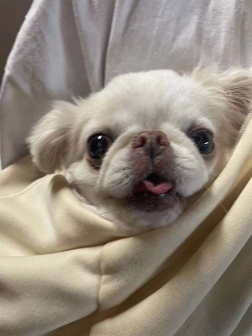 残り21日🐶‼️