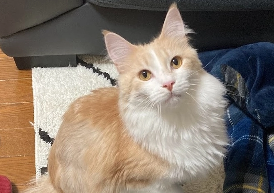 11/15ルイの様子（投薬最終日）