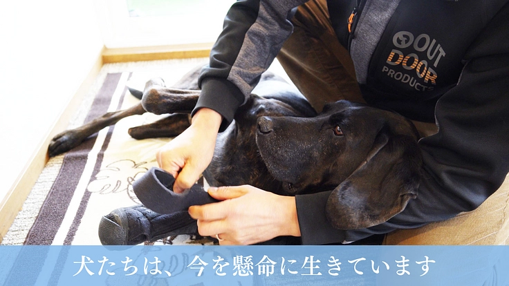映画『吾輩は保護犬である』完成!映像の力で命の尊さを全国に伝えたい 4枚目