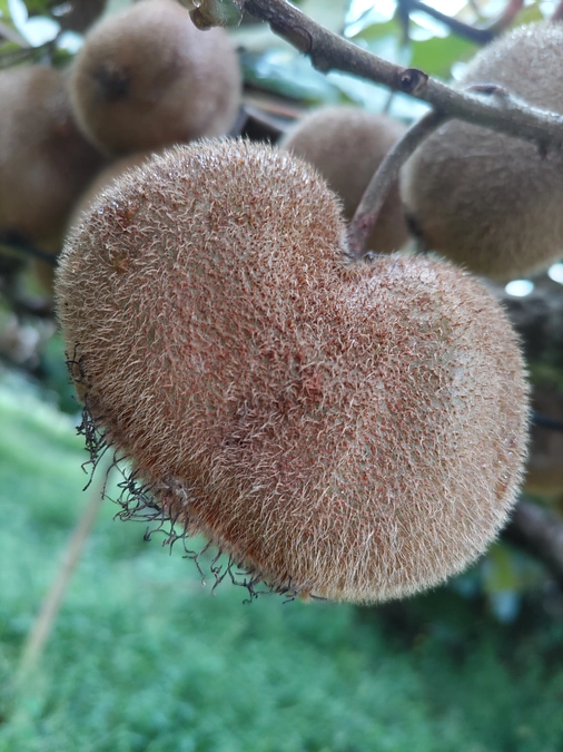 今日のキウイ🥝