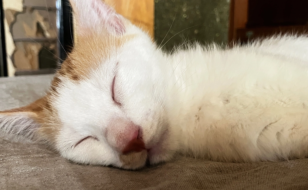 3000円お気持ち支援。