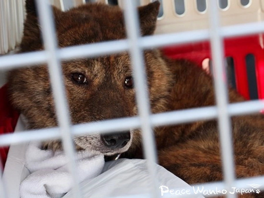 他団体と連携し、福岡での引き取り開始！