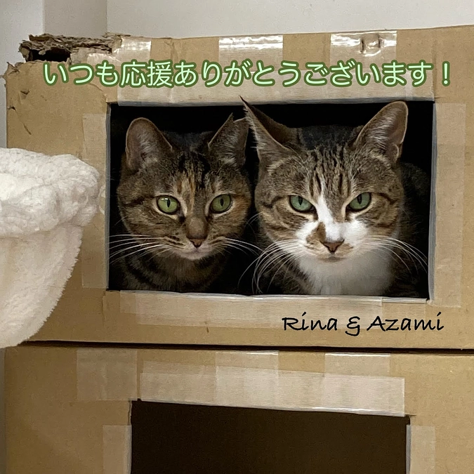 継続寄付12月分収支報告