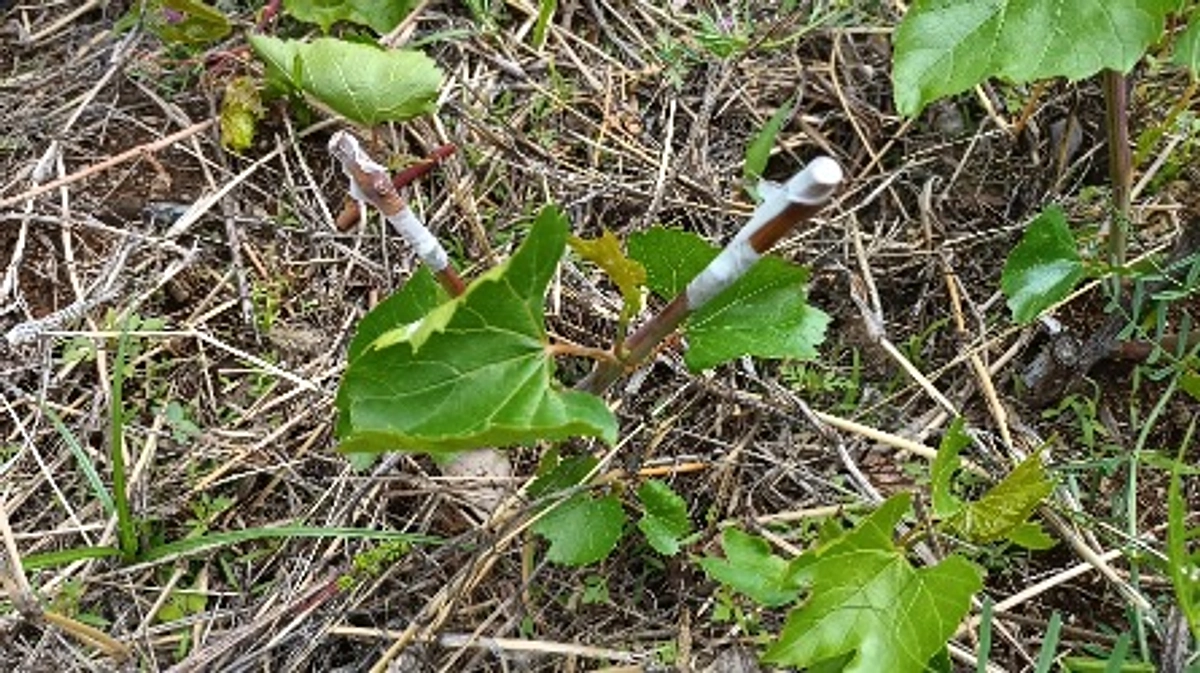 接ぎ木の勉強会