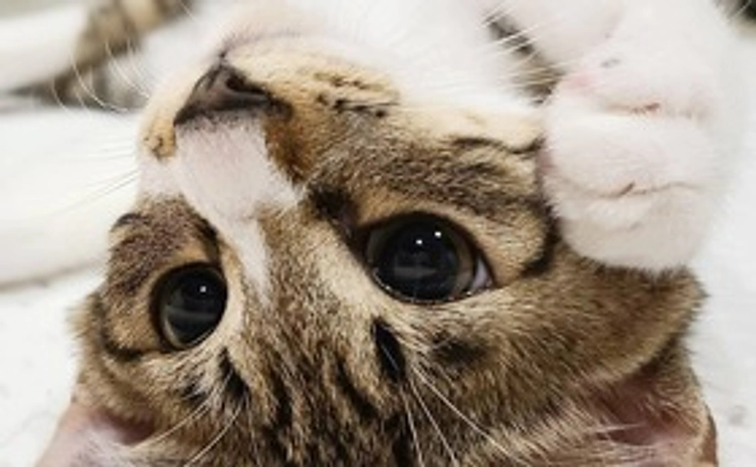 リターン不要・全力応援１