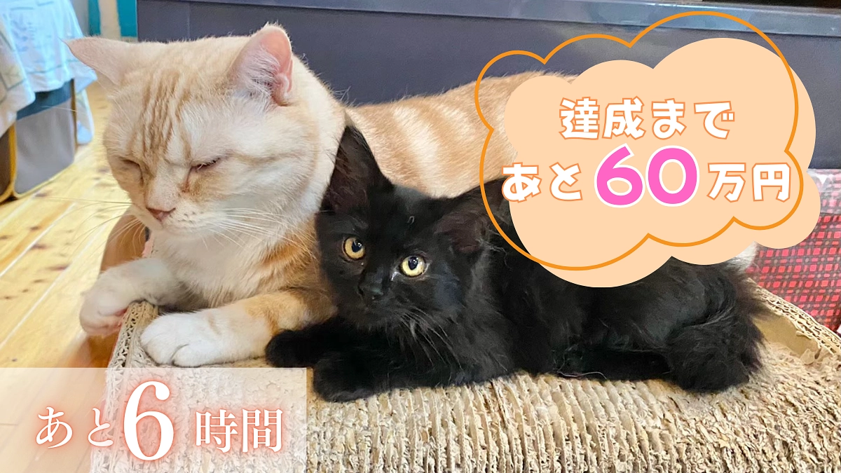 【あと6時間！あと60万円で達成です！】最終日！最後まで応援の気持ちを届けていただき感謝致します！