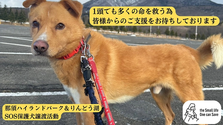 1頭でも多くの命を救う為に。車輌の更新のためのご支援を