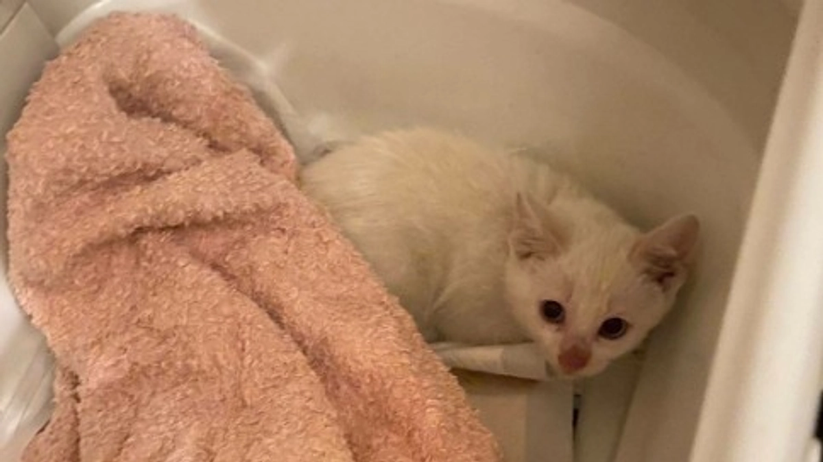 仔猫の捕獲保護