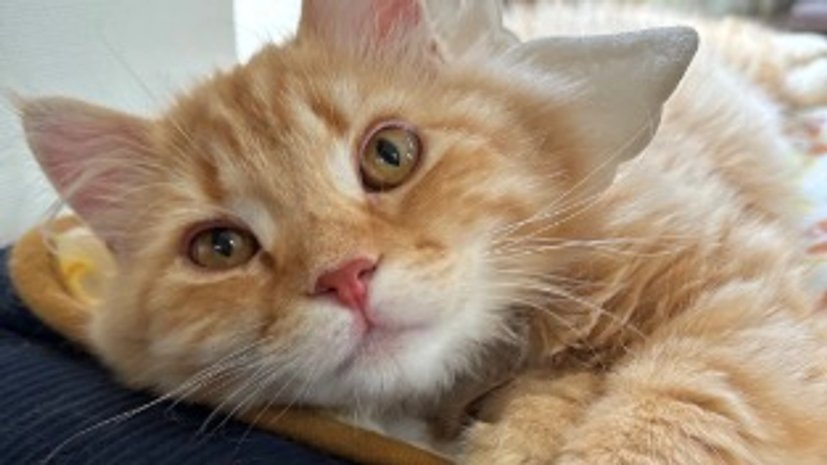 ありがとうございます