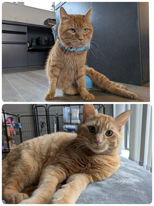 ［そあら君］会陰尿道瘻術後退院、［はやて君］トライアル前の検診