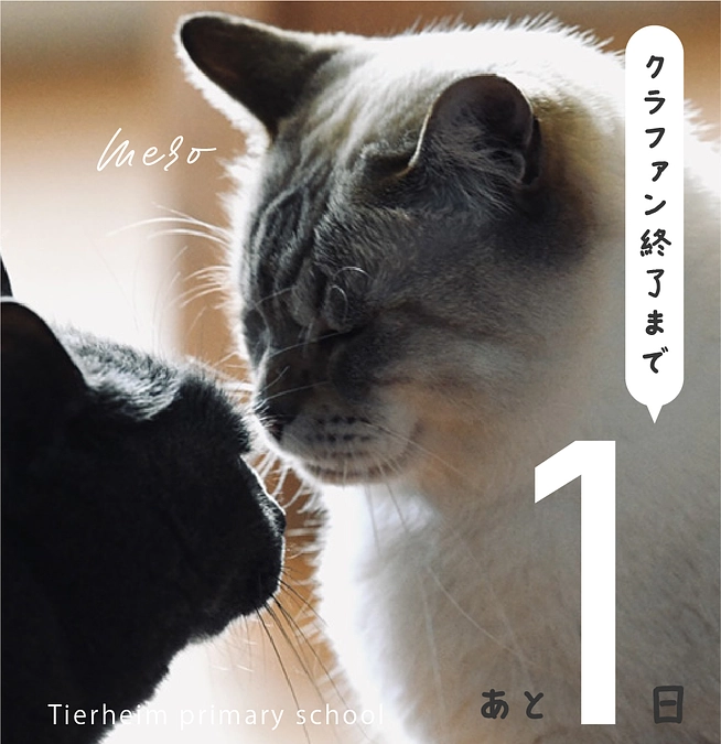 残り1日！ご支援宜しくお願いいたします！