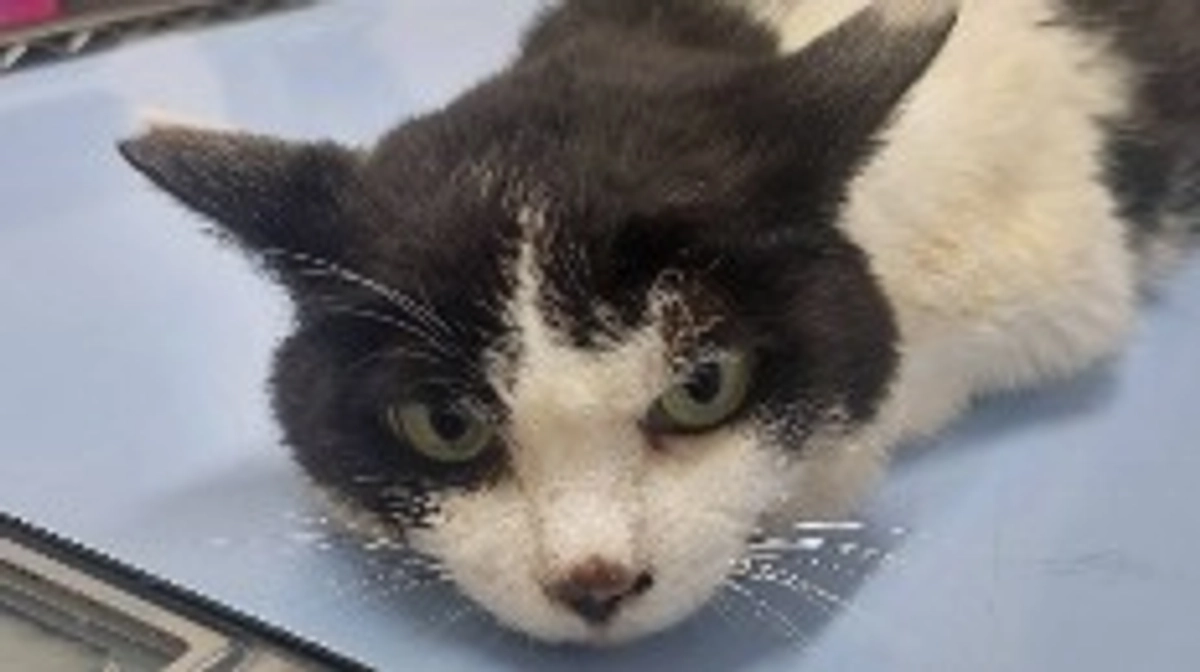 🆘️クラウドファンディング残り1️⃣4️⃣日になりました🆘️