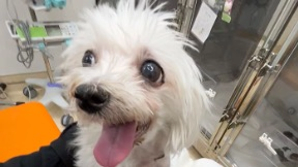 ももこの様子と数値。術後６日目。