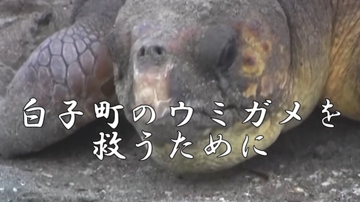 【人とロボットの共存】ロボットを活用したアカウミガメの保護活動