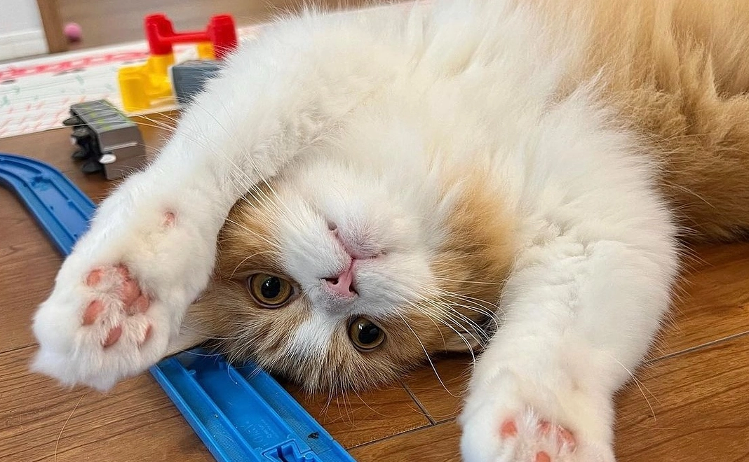 アランくん応援 1,000円 (お礼のメール)