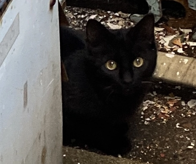 新年始まりました