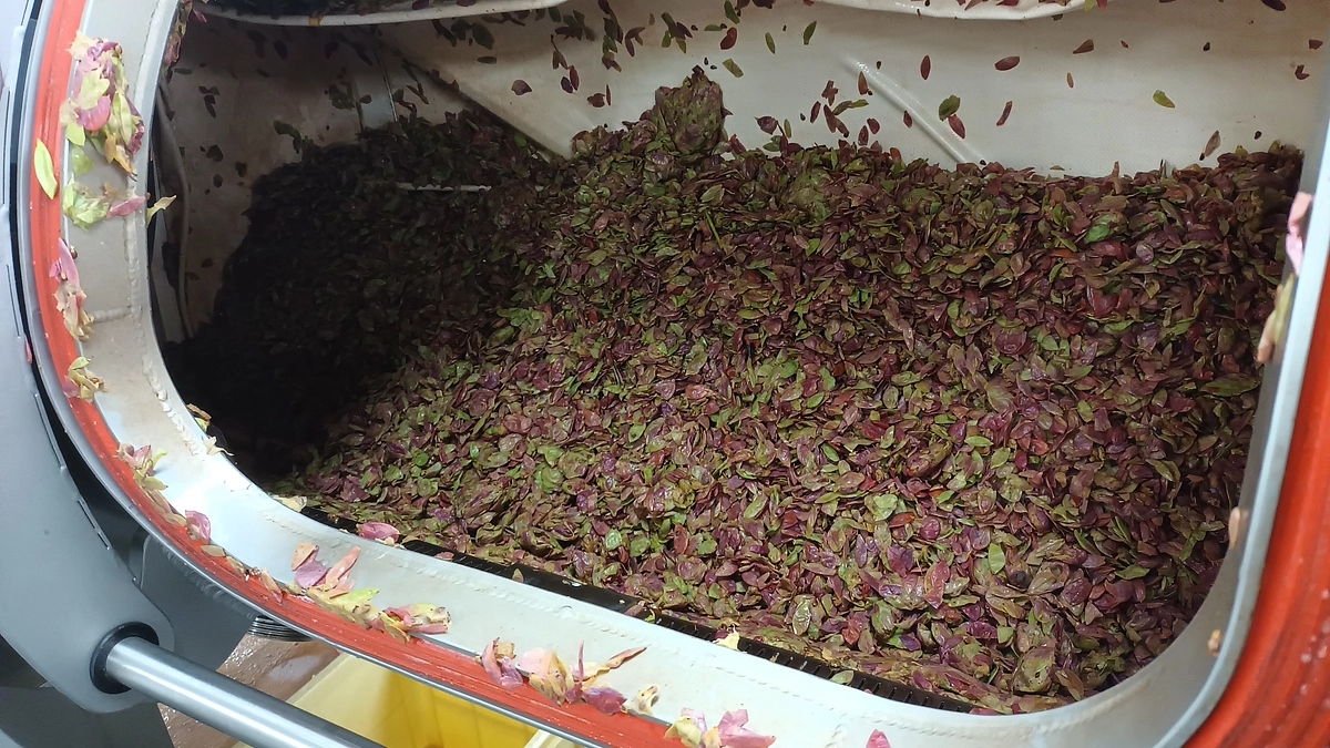 シン・山梨大学ワイン2025甲州、収穫と仕込みを開始！