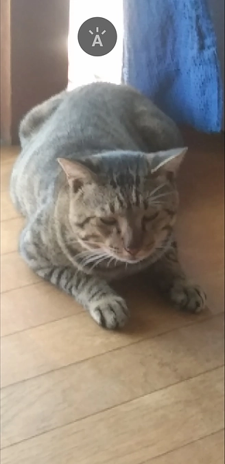 いっぱい食べる猫が好き💖