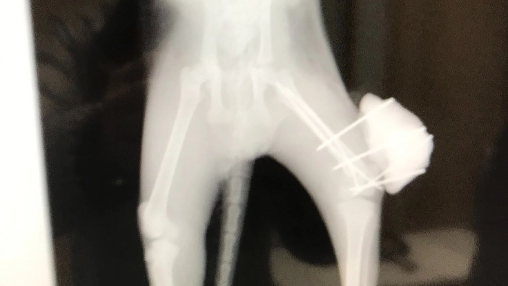 交通事故で骨折していた1100グラムの仔猫の脚を手術して治したい