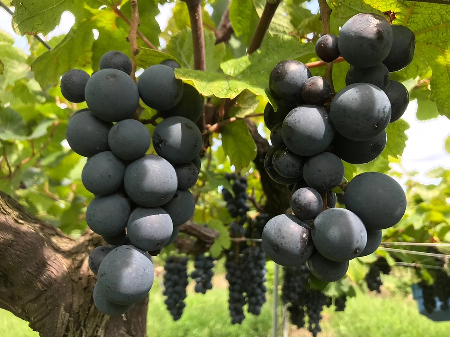 ウクライナ支援ワインのリターン発送【第1弾】