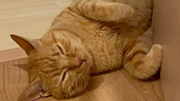 猫白血病、前縦隔型リンパ腫発症生後2歳半虎徹の抗がん剤治療に支援を のトップ画像