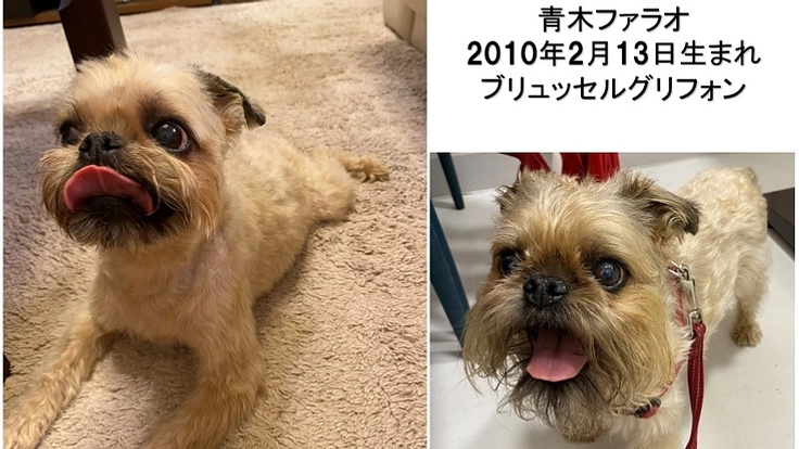 愛犬の腫瘍（悪性がん）摘出手術。ファラオに奇跡を…