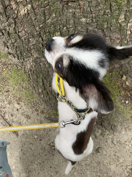 神社に行きました！