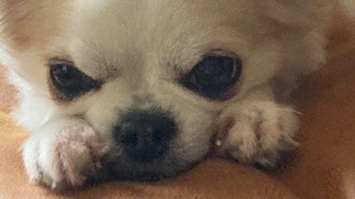 今日はまったりモードの麦🐶