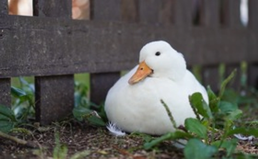 全力で応援！（1000円）