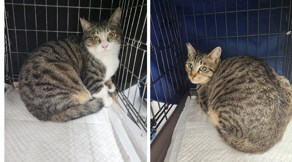 ネクストゴールまで残り12日、残り１６万円で達成！のら猫を減らしたい～ＴＮＲの日曜日