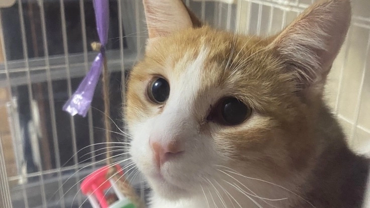 縦隔型リンパ腫のサンタを救いたい！ご支援お願いします！