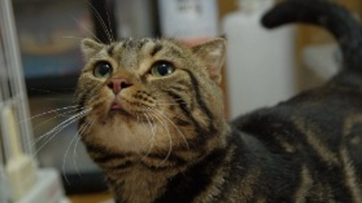 おだしくんがトライアルに出発しました！