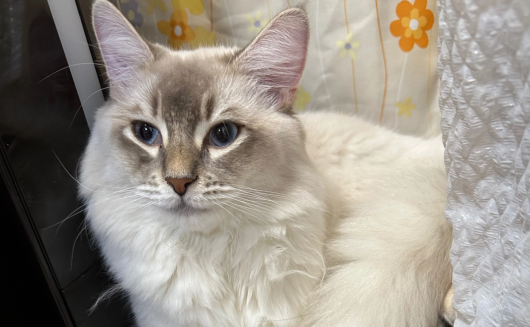 感謝のメールとラテの写真^ ^