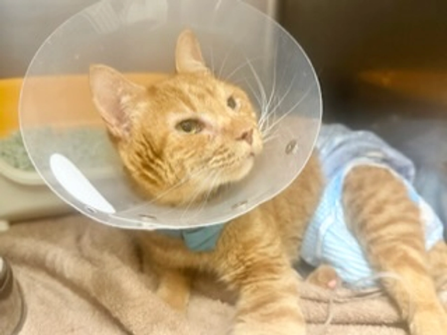 術後状態悪化しました!!