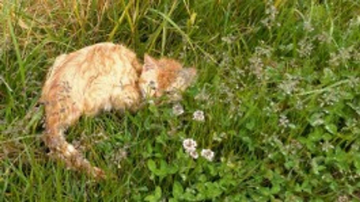 畦道、あぜ君。