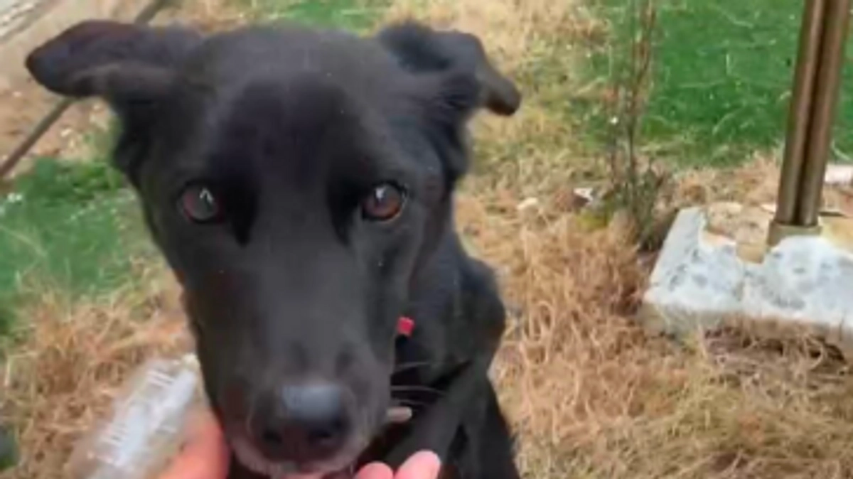 ネグレクト〜人も犬も同じ命〜