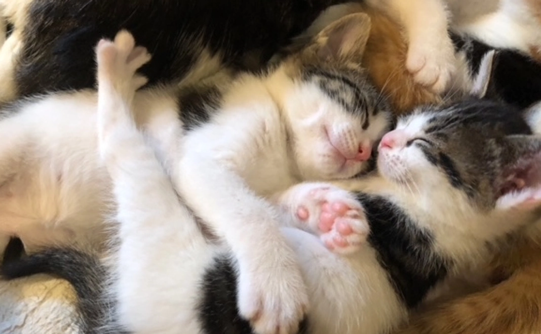 応援コース2＜リターンなし＞