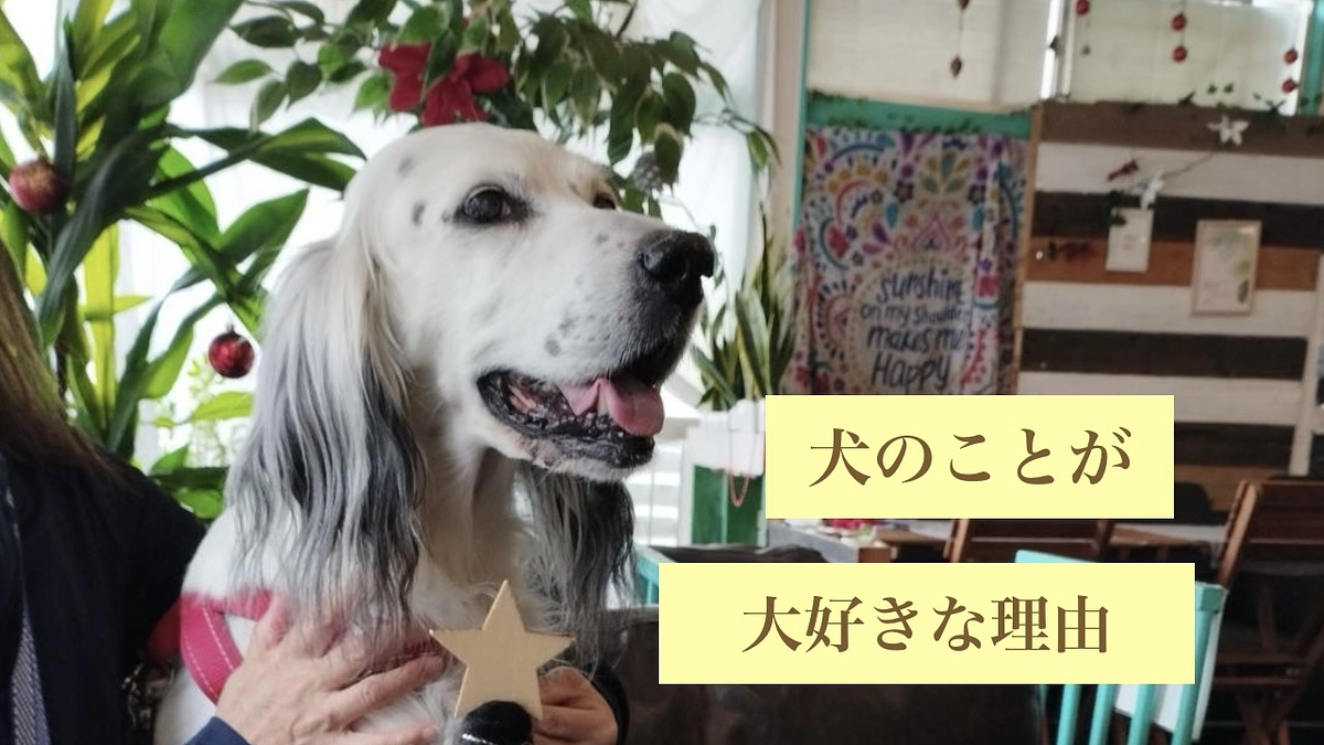 犬のことが大好きな理由
