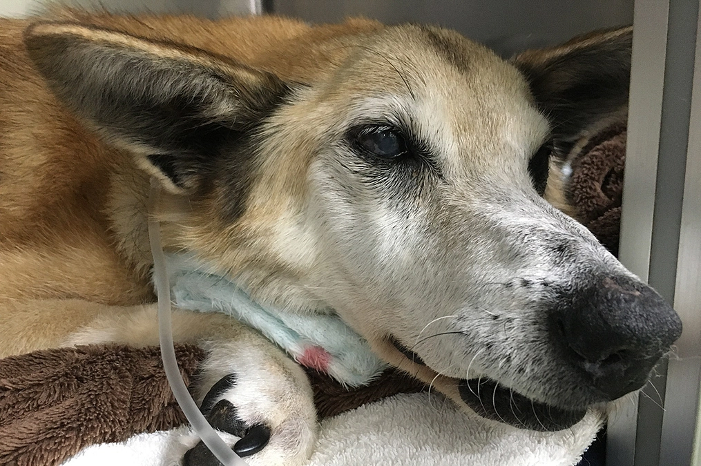 手術をした2日後に熱がある　〜 チェリー闘病記録４ 〜