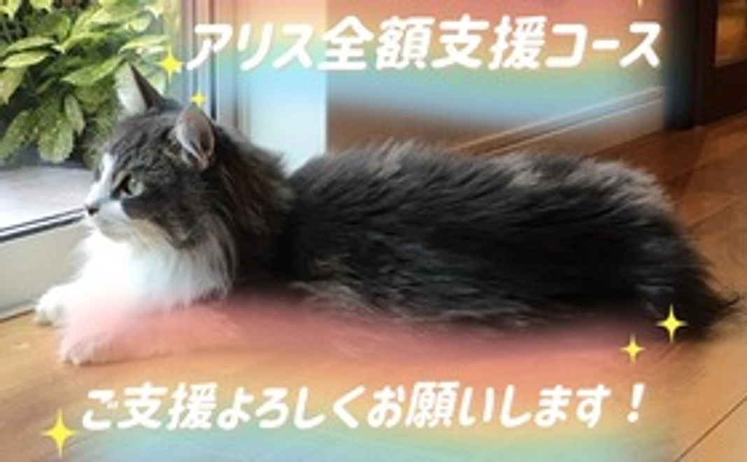 アリス全額支援コース　１０００