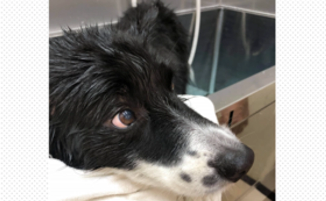 コリーに届け！元気玉 ②