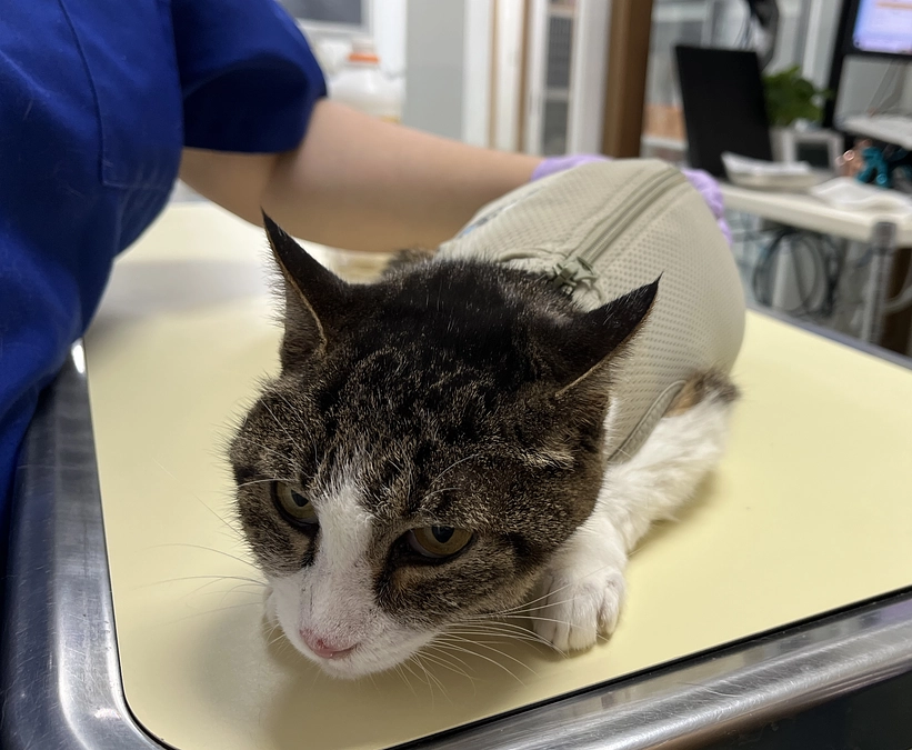 先行して手術を実施しています。