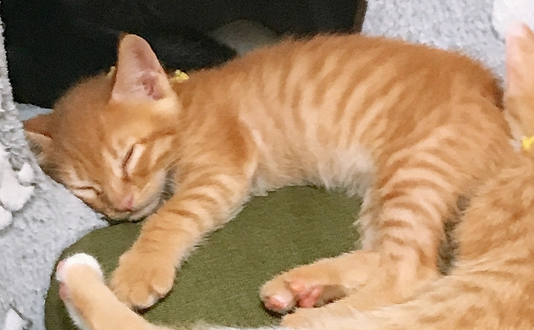 1,000円のご支援　感謝のメールと画像1枚