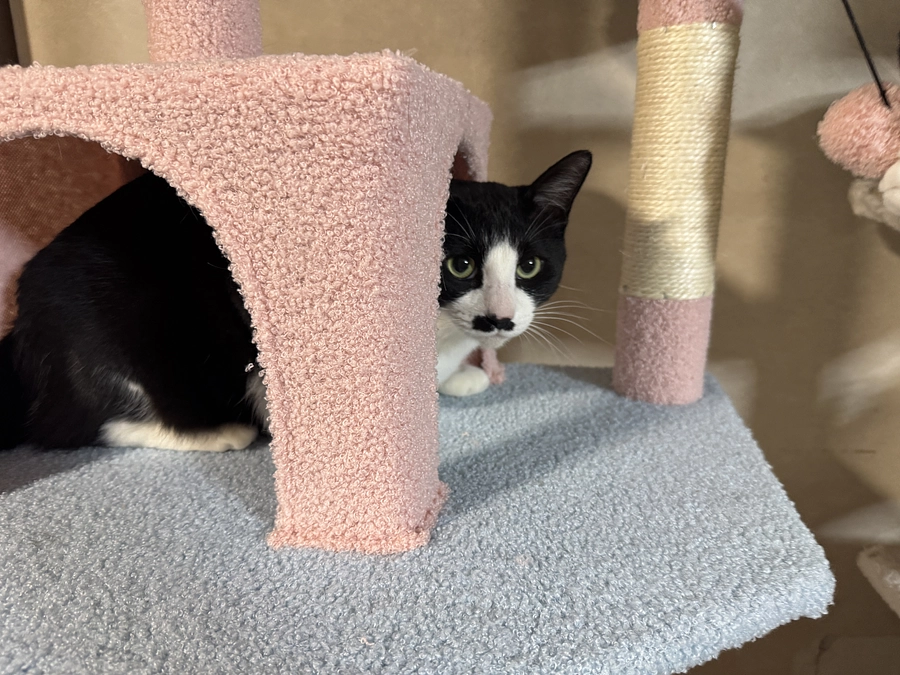 2つ目のキャットタワー完成