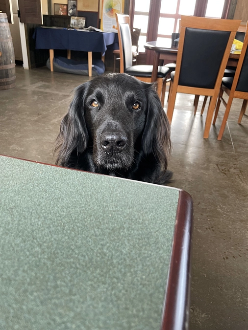 今月も樹液採取を行っております！