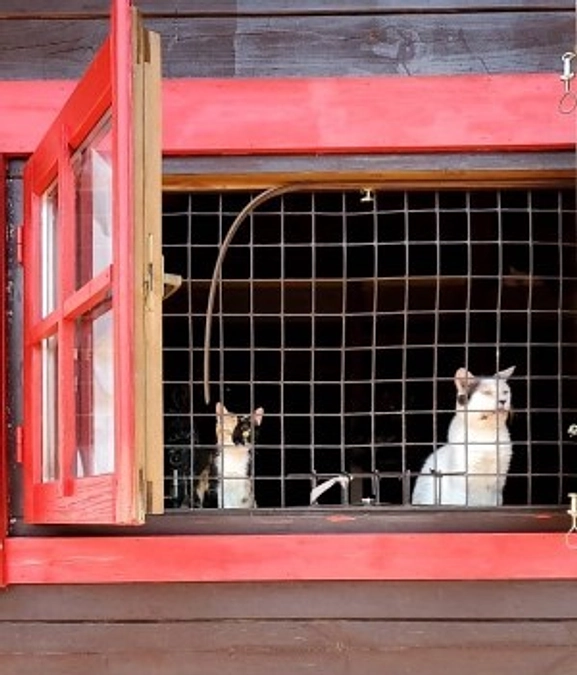 【今日のシェルター】6月1日 　ひなたぼっこ気持ちいい～